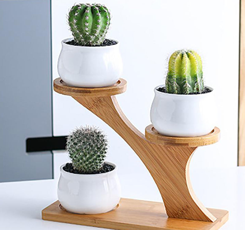 Succulent Pots & Bamboo Shelf